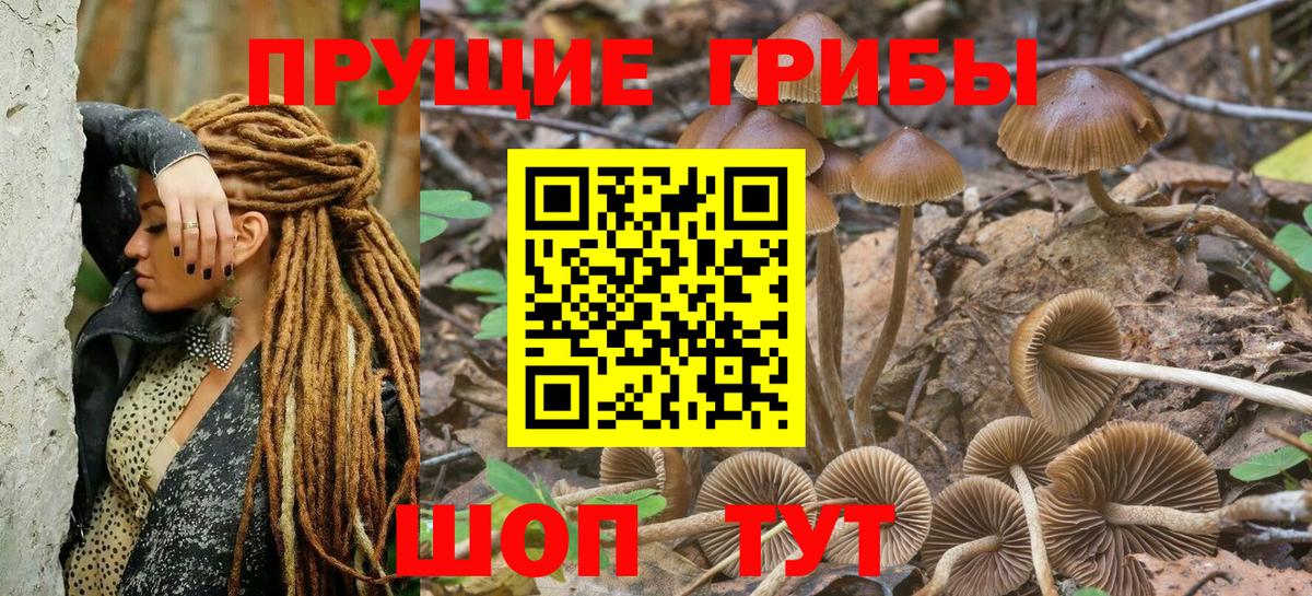 Псилоцибиновые грибы Psilocybine cubensis Полевской